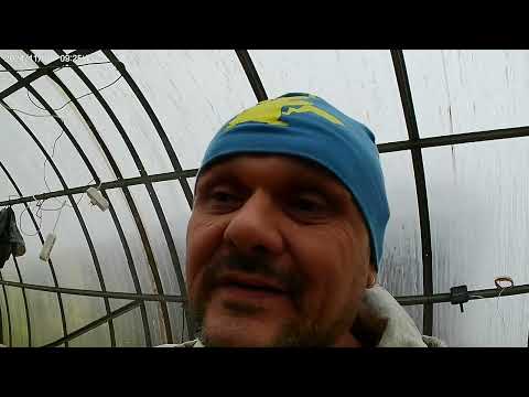 Видео: Ферментация махорки,детали для мотосита.