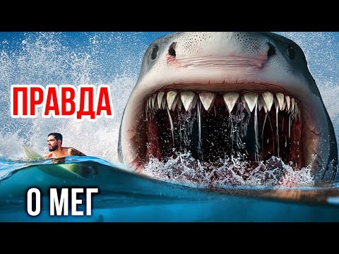Видео: Факты об акулах заставят вас дважды подумать о купании в океане