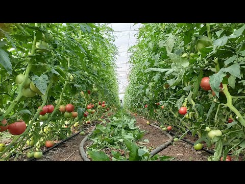 Видео: Пінк Хіт F1. 4-та виборка