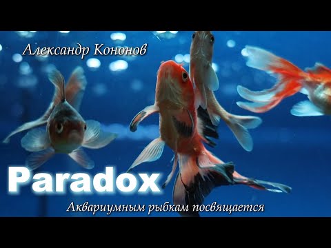 Видео: Александр Кононов - Парадокс (Привет, Голди). Paradox