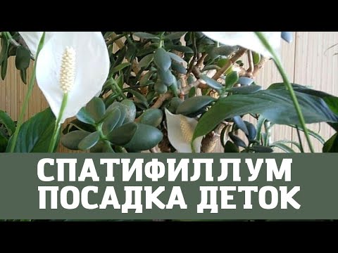 Видео: Женское Счастье (Спатифиллум)  Особенность Посадки Деток