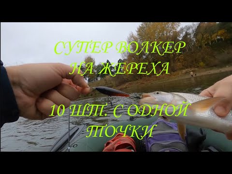 Видео: СУПЕР РЫБАЛКА НА ЖЕРЕХА \ 10 ШТУК С ОДНОЙ ТОЧКИ \ #самодельныеприманки #жерех #волкер #рыбалка
