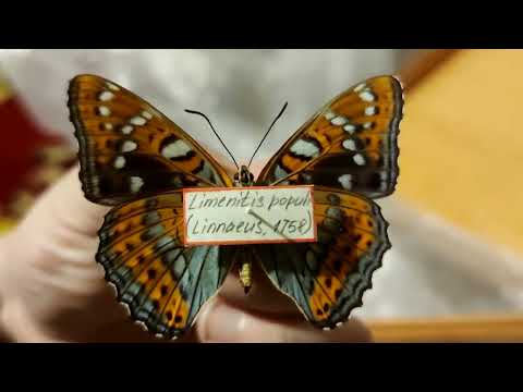 Видео: КОЛЛЕКЦИЯ БРАТКА ЧАСТЬ 2 - ДНЕВНЫЕ БАБОЧКИ