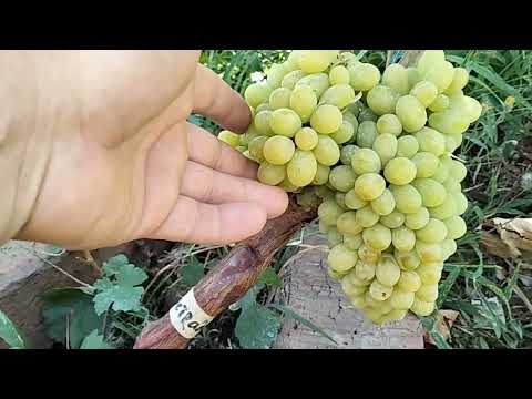 Видео: Сорт винограда Сострадание (Grape variety compassion)