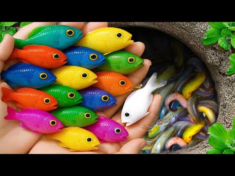 Видео: Поймайте красивых аквариумных рыбок в маленьком пруду: детенышей черепах, угрей, кои, рыб-каранда...