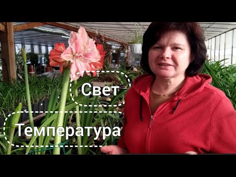 Видео: Гиппеаструмы показывают "носики"! Ответы на вопросы зрителей.