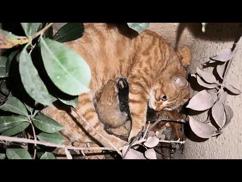 Видео: Беременная бездомная кошка появилась под окном и не уходила, пока не родила котят.