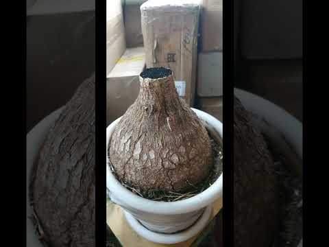 Видео: Нолина.Бокарнея.Обрезал макушку.