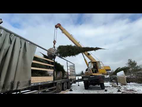 Видео: Грузим саженцы на Москву