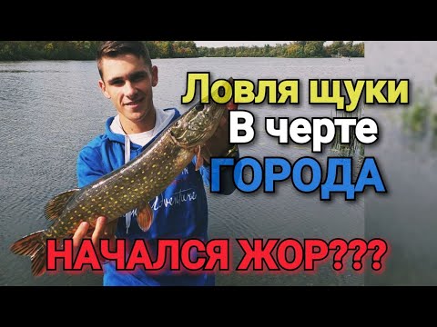 Видео: Ловля ЩУКИ в сентябре. Пошли настоящие трофеи. Рыбалка в центре Киева.