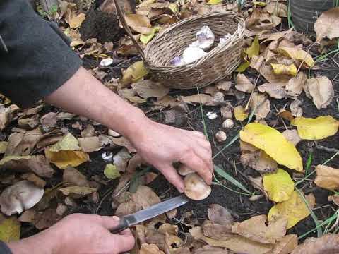 Видео: КОШЕРНІ ГРИБИ В САДКУ БІЛЯ ХАТИ