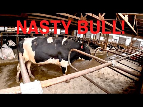 Видео: MEAN BULL выходит на рынок!