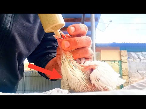 Видео: Лёгкий и быстрый способ выкармливание голубят в ручную. An easy and quick way to feed pigeons.