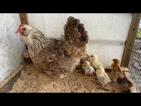 Видео: Пермакультура и куры