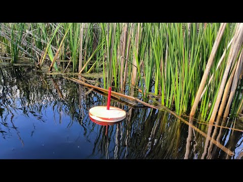 Видео: Раставил кружки в камышах...И БЫЛ В ШОКЕ!!!РЫБАЛКА НА КРУЖКИ 2024