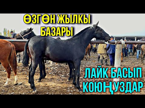 Видео: ӨСПҮРҮМ ТАЙ 152 МИҢГЕ АЛДЫМ УКАМ 🤯 #байтв