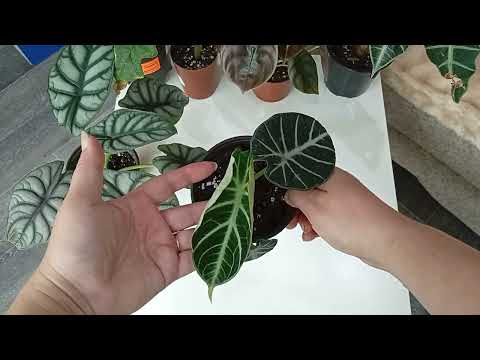 Видео: Обзор моих Алоказии.