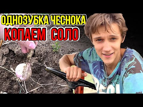 Видео: Как вырастить СОЛО - ложную однозубку чеснока