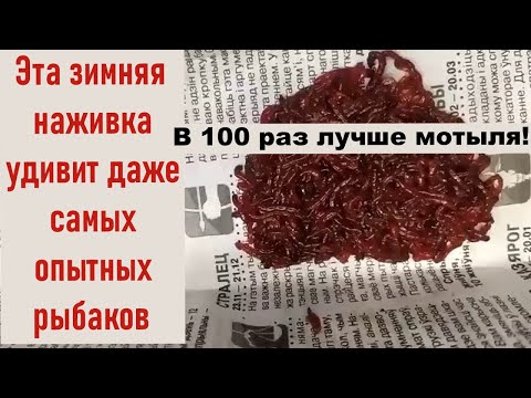 Видео: МОТЫЛЯ больше не покупаю. ЭТА НАЖИВКА В 10 РАЗ УЛОВИСТЕЕ