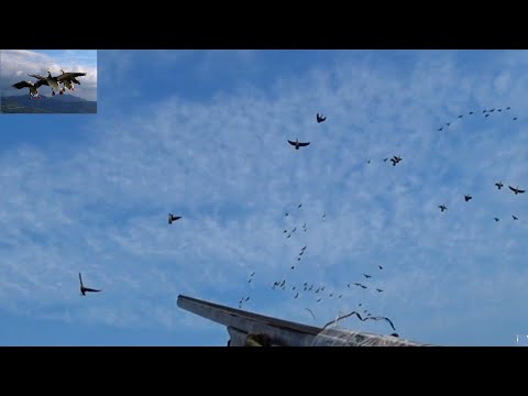 Видео: Охота на гуся "СУПЕР НАРЕЗКА"