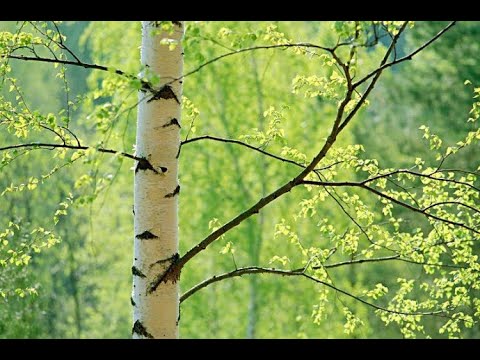 Видео: Береза с ветром целовалась
