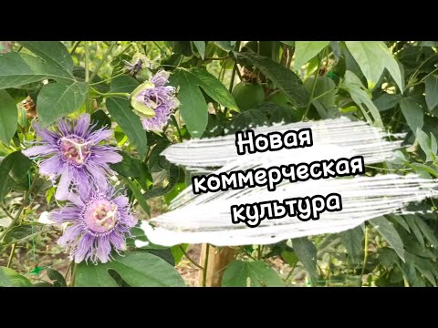 Видео: Маракуйя. Перспективная культура для заработка.