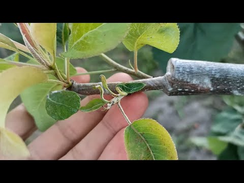 Видео: Прививка Груша на Боярышник / Grafting Pears on the Hawthorn