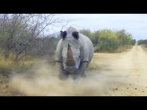 Видео: НОСОРОГ ПРОТИВ бегемота, льва, слона, буйвола, кабана и даже динозавра! Носорог в ДЕЛЕ!