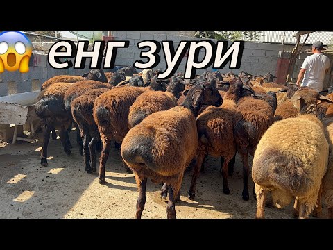 Видео: Тозза каштан нархи арзон қўчқорлар бўйлари 80 см шошилинг арзон
