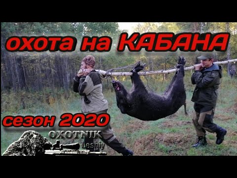 Видео: Охота на Кабана 2020. Точный выстрел за ухо с 308Win!