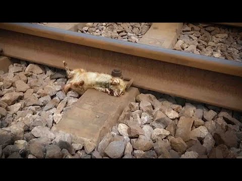 Видео: Я нашёл её беспомощно лежащей на железнодорожных путях… Я не мог просто уйти.