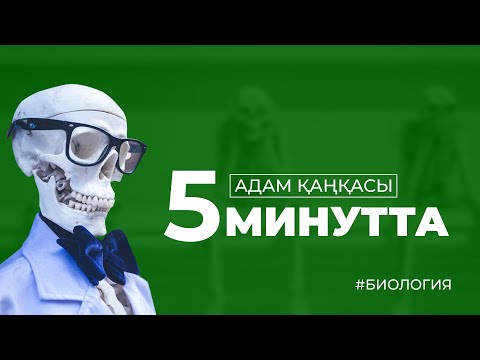 Видео: Биология. Адам қаңқасын 5 минутта үйрен