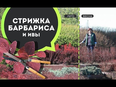 Видео: Мастер класс по обрезке барбариса и ивы