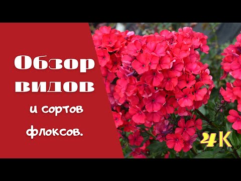 Видео: Обзор видов и сортов флоксов.
Флоксы шиловидные. Растопыренные.