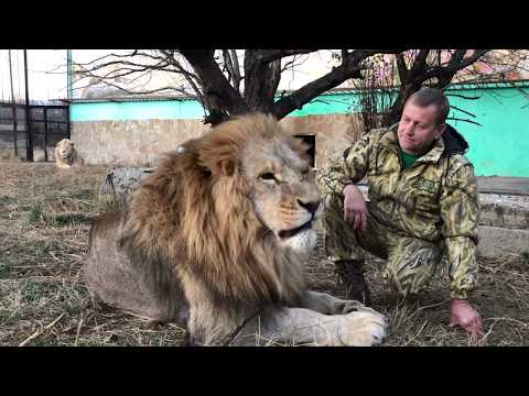 Видео: Между любимыми львами Чуком и Малышом!