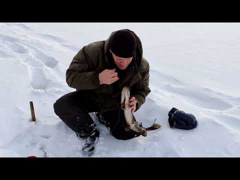 Видео: Рыбалка на жерлицы на озере в Архангельской области.