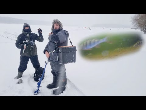 Видео: Открытие зимнего сезона на Озерне. Реакция окуня на балансир. Подводная съемка.