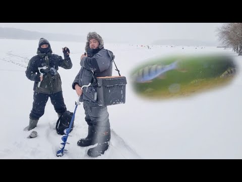 Видео: Открытие зимнего сезона на Озерне. Реакция окуня на балансир. Подводная съемка.