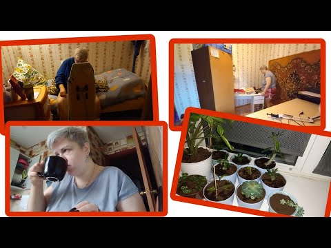 Видео: Vlog//Адениумы, каменная роза...//