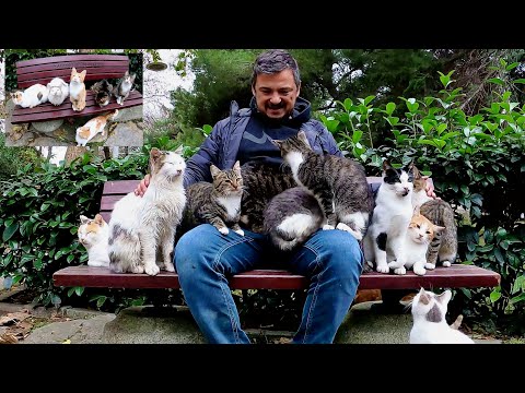 Видео: Остров мурчащих сердец: кормим сотни бездомных кошек с любовью
