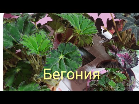 Видео: Бегония