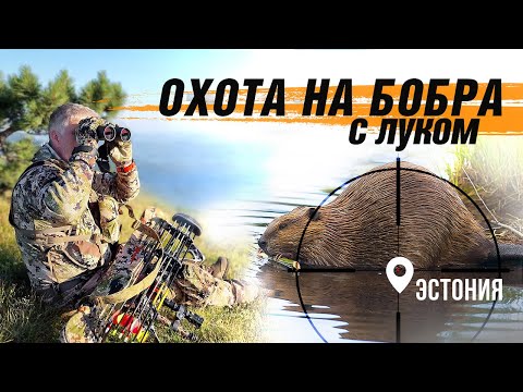 Видео: Охота на бобра с луком!