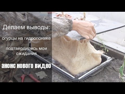 Видео: Итоги выращивания огурцов на гидропонике в теплице, анонс новых экспериментов