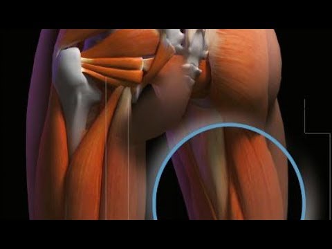 Видео: СУХОЖИЛИЯ - ЛикБез