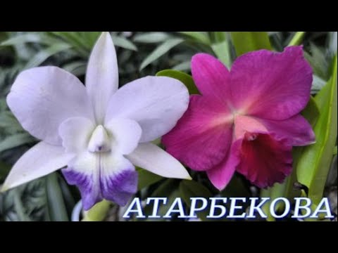 Видео: №1021/ БОЛЬШАЯ поставка ОРХИДЕЙ в с/ц на АТАРБЕКОВА