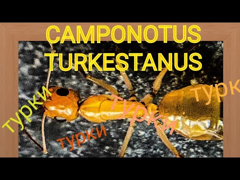 Видео: CAMPONOTUS TURKESTANUS. Светлый земляной муравей