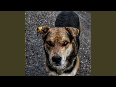 Видео: Бродяга