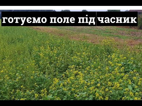 Видео: #Часник Як розрахувати потрібну кількість для посадки. Підготовка поля. @VadymMisko