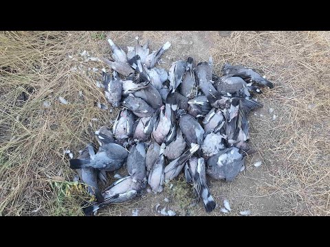 Видео: Охота на голубя