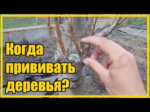 Видео: КАК ПРИВИВАТЬ ДЕРЕВЬЯ / ЛУЧШЕЕ ВРЕМЯ ДЛЯ ВЕСЕННЕЙ ПРИВИВКИ ФРУКТОВОГО САДА